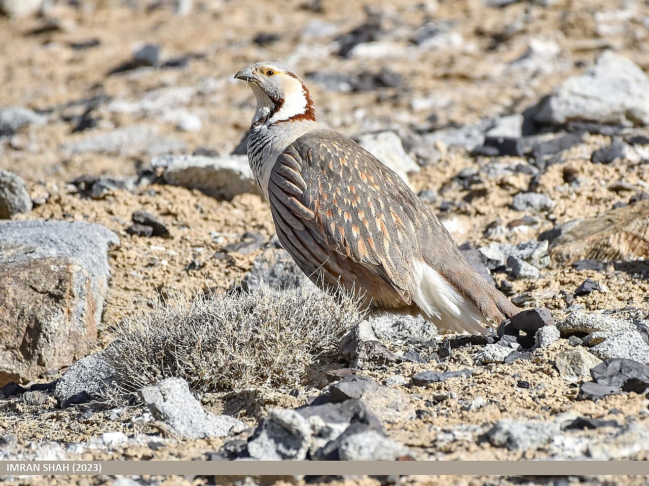Himalayan Snowcock (Tetraogallus himalayensis)