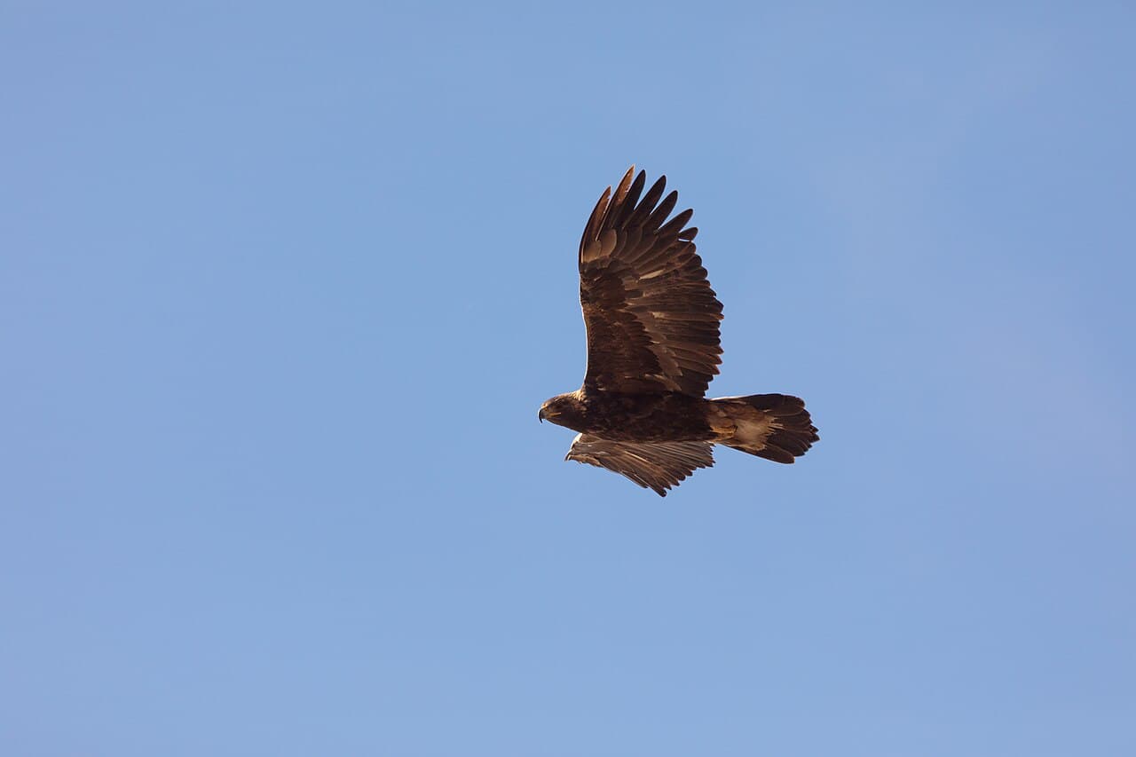 Golden Eagle (Aquila chrysaetos)
