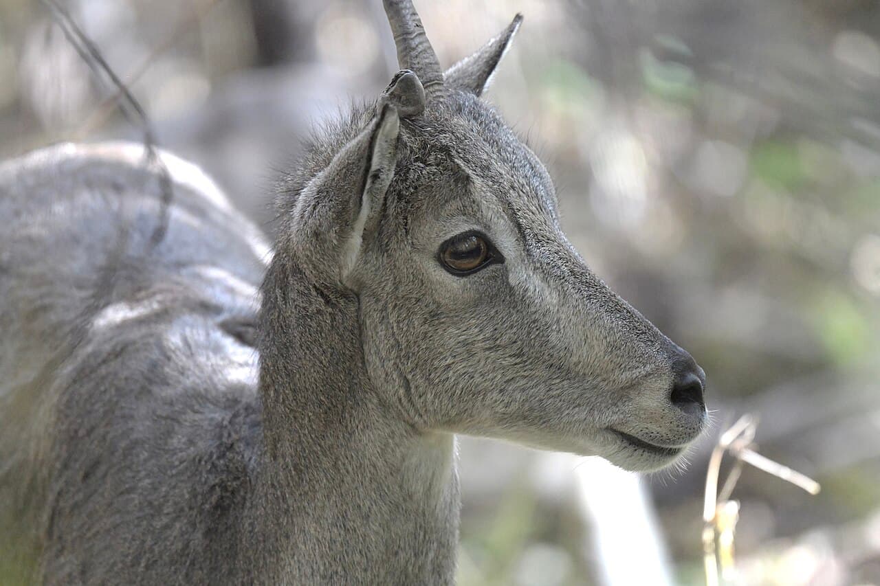 Blue Sheep (Pseudois nayaur)